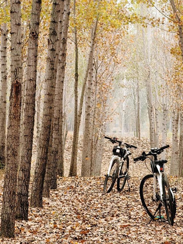 龙亭区柳园口乡 · 开封“呼伦贝尔”的秋之请柬！