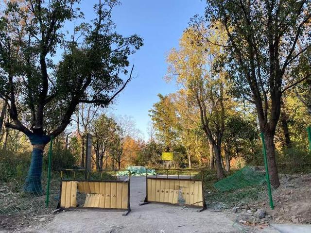 三林水森林未开先火，网络疯转“潜入攻略”！记者探访：确有不少游客；建设方：今年内完工，请静待开放