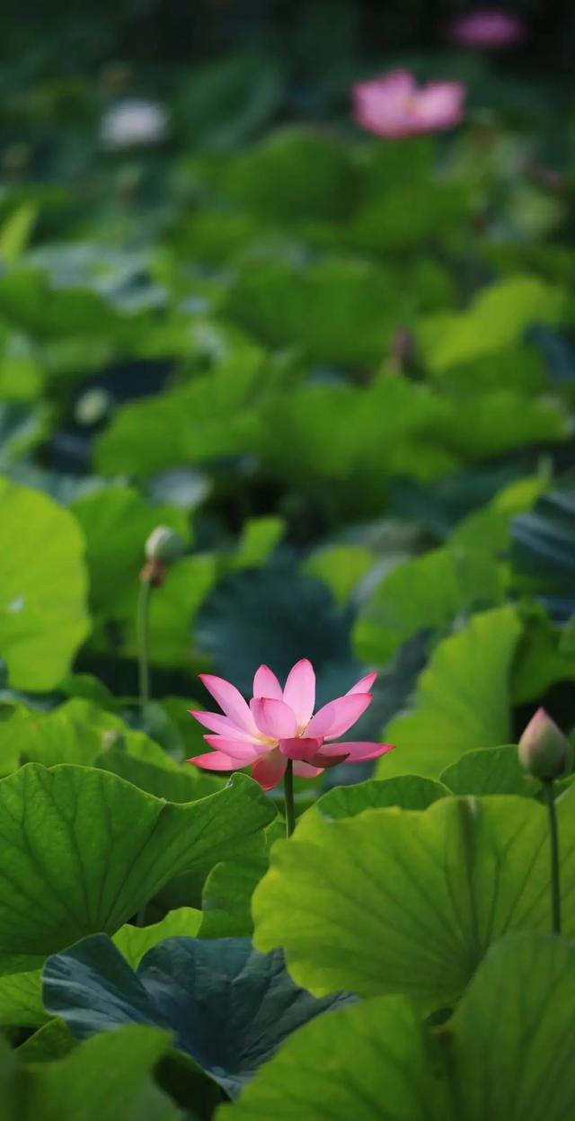 “荷”尔蒙爆表，这夏可好了！