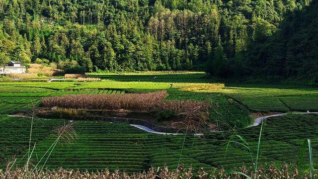 鹤峰太平：茶园秋色