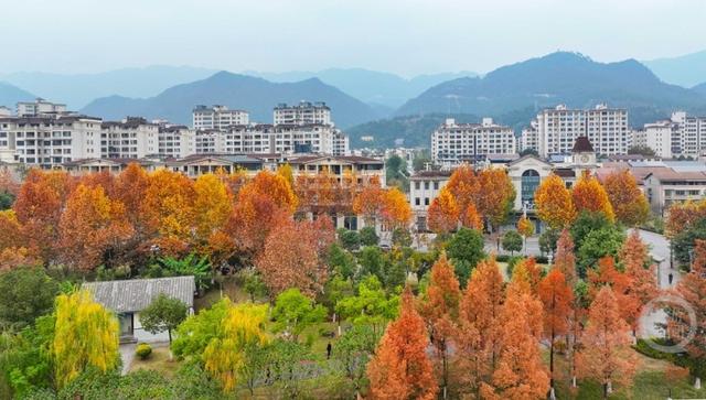 湿地公园 冬景如画