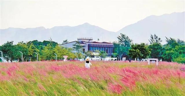 7000㎡粉黛花海+ “粉色童话世界”！深圳秋天必打卡→