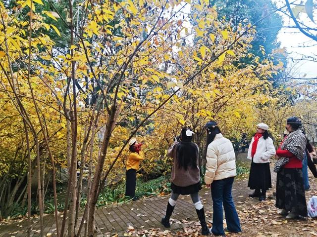 周末赶紧冲！趁着阳光明媚去寻香→