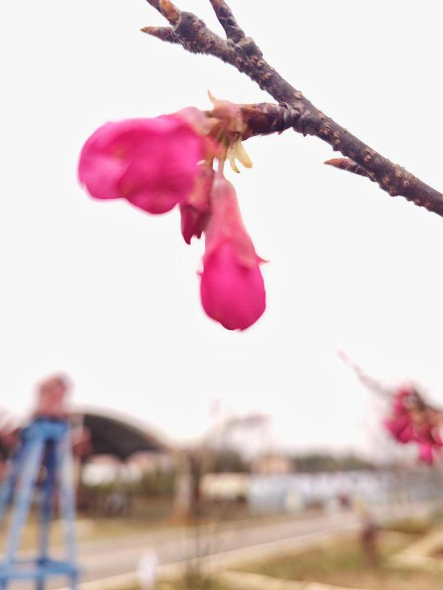 寒冬樱色 一眼心动 快来华容杏福园邂逅2026第一缕春信