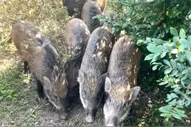 深圳梧桐山网红野猪下崽？市民拍到“一家人整整齐齐”，管理处：天天都有人投喂图片