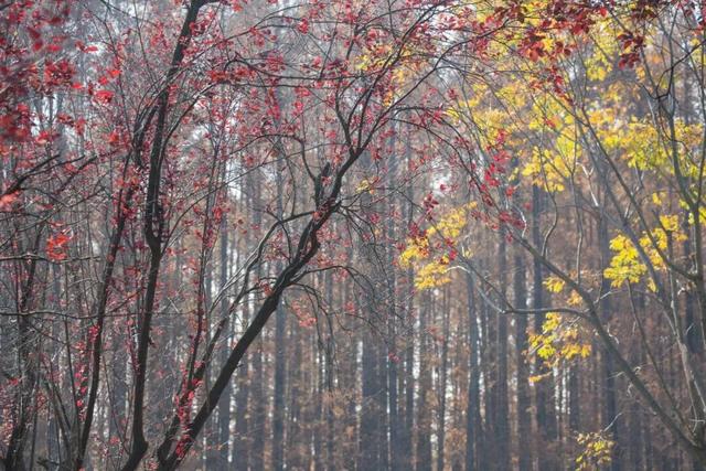 长宁的秋叶，红得醉人……
