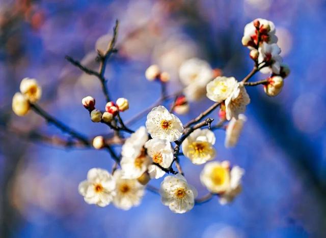 气温直冲20℃！第一波赏花的人已出发