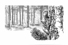 鹤北红松林图片