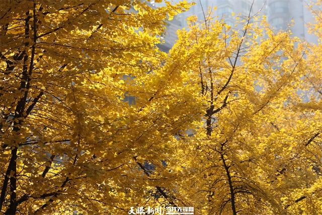 金色银杏与车流共舞，贵阳文昌南路上的“限定冬景”