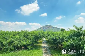 无锡阳山：四代桃农的“甜蜜升级”图片