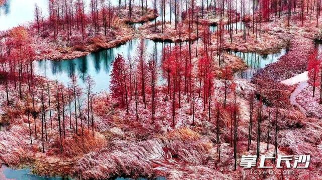 雪落大泽湖 湿地绘新卷｜组图