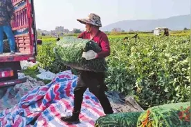 长乐5000亩蚕豆进入采摘期 产量价格双双飘红图片