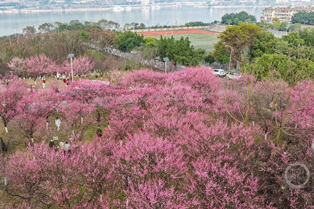 百亩梅林点染长江岸 江畔盛景美如画