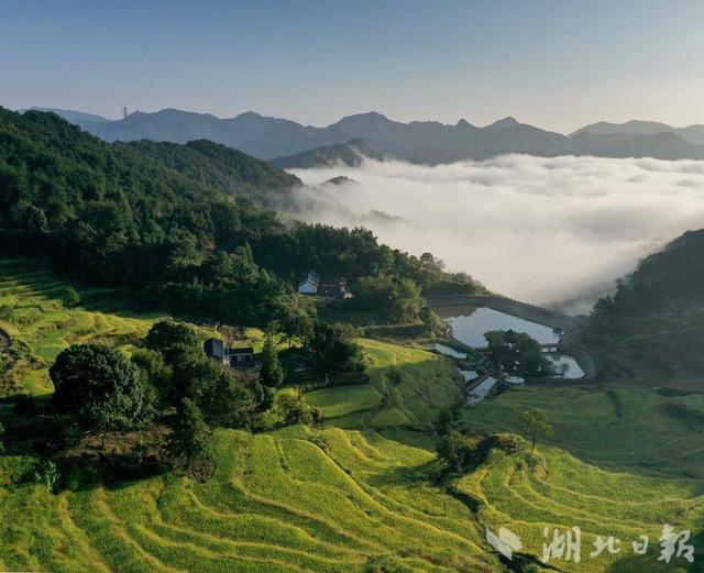 蕲春雾云山这幅“稻海云海图”绝了！