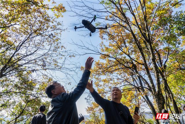 【每日一图@湖南】张家界暖冬限定！天子山暖阳沐峰林