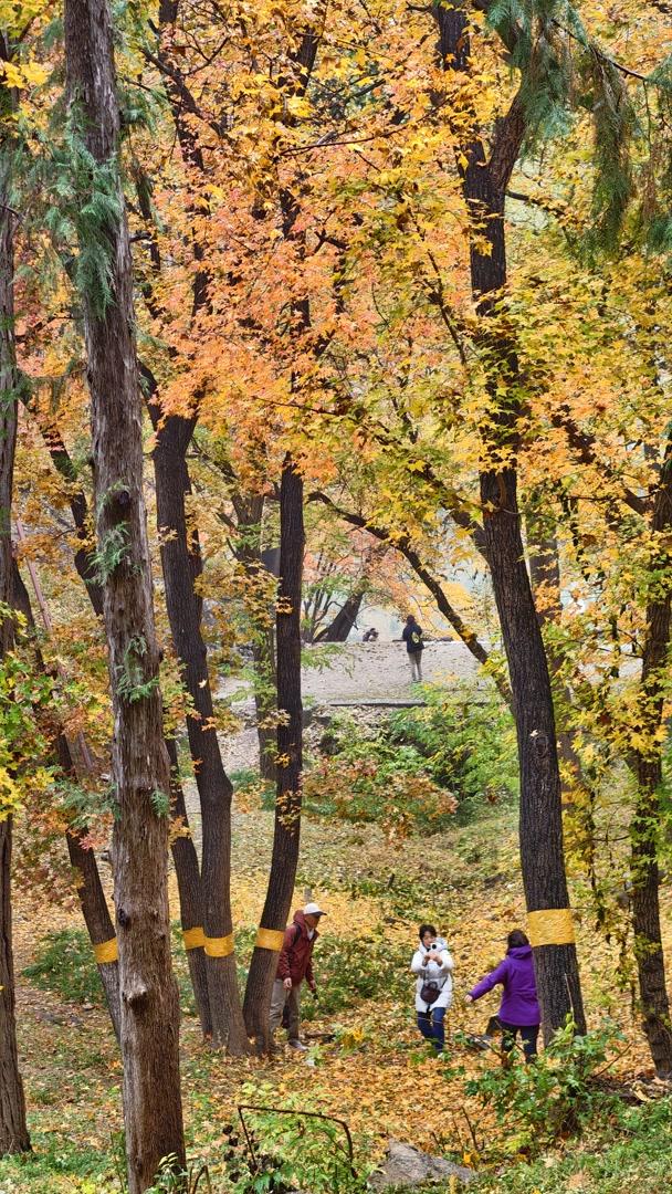雨落颐和园后溪湖，秋色染透一地金黄