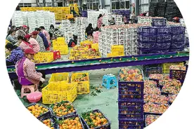 柑橘、葡萄、柿子、甜瓜“出国”受到青睐！桂林水果“飘香”越南市场图片
