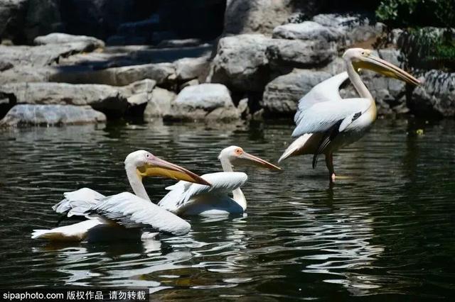 “疯狂动物城”原型，在北京找到了！