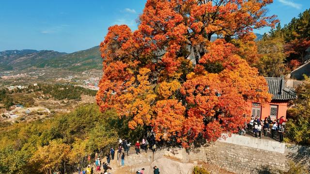 崂山这棵古树红了，非周末时间都人山人海！网友：长得像菜花