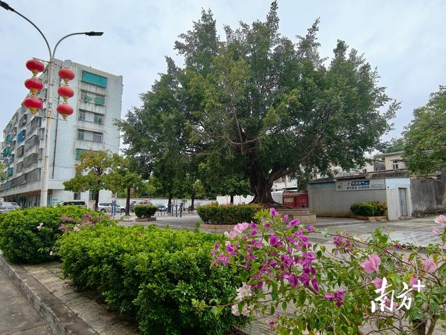 “最美侨乡”澳头大变样，快来打卡！