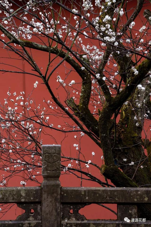 邂逅“梅”好时光！昆明超详细赏梅攻略来了