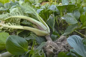 蔬菜长出“肿瘤”，舟山老菜农很着急……图片