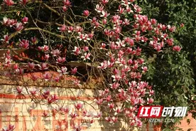 衡山：玉兰花怒放 等你来“花”式打卡图片