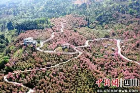汶川县漩口镇2025年樱花节即将开启图片