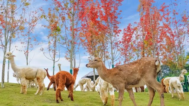 免费大放送，100间熊猫家园主题民宿酒店房间来袭