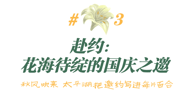太平湖国庆百合嘉年华即将上线！