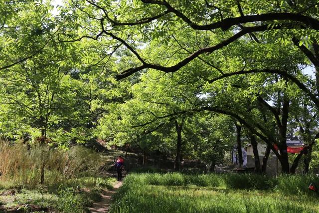 「听 · 吧」云裹核香漫山来