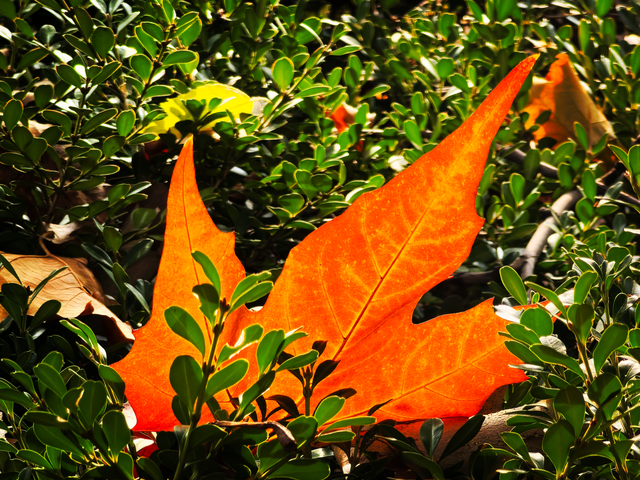 北京动物园秋色依旧，一起来逛！