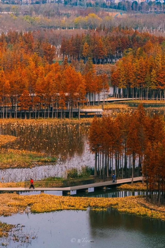 杉树红了！江西这些地方拍“红杉”大片超赞