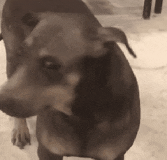 被山寨库库扇嘴巴，中产品牌越活越窝囊？？