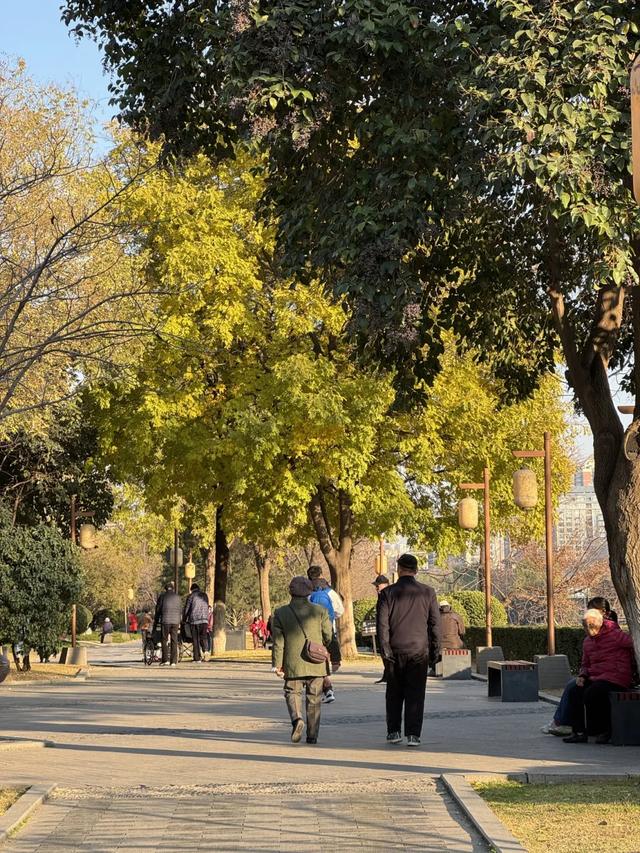 大白鹭现身!寒潮来临前,到环城公园赴一场暖冬之约~