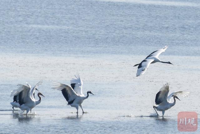 C视觉丨如何拍好丹顶鹤越冬？这份亲测拍摄攻略请收藏