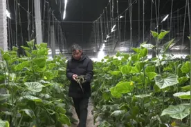 资产赚租金，产品变现金，就业挣薪金！许昌市建安区袁庄村：把“小农户”带入大市场图片