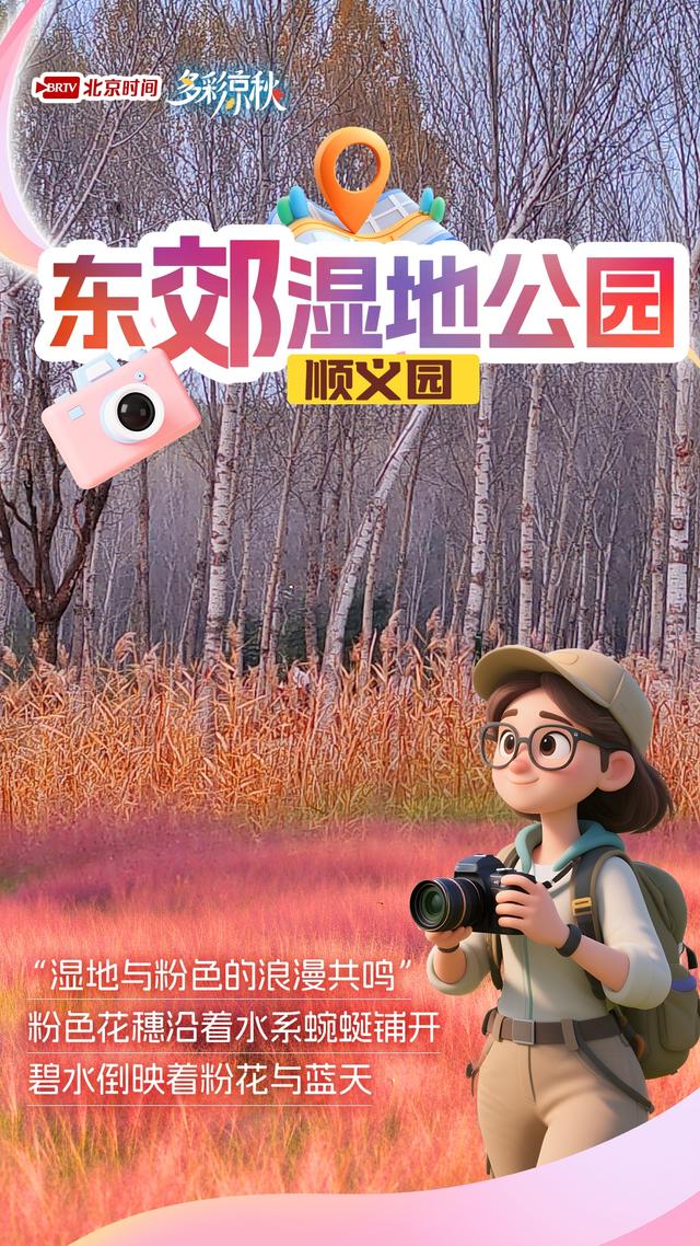 北京6大粉黛花海正盛放！美到窒息，再不去就晚了