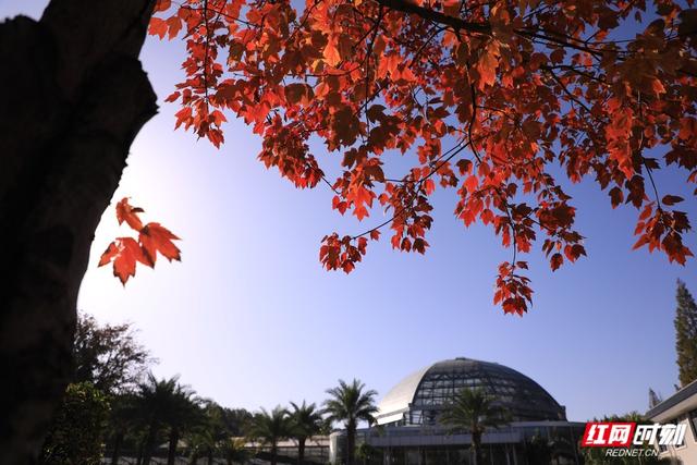 赏冬又有好去处！湖南省植物园彩叶植物进入观赏期
