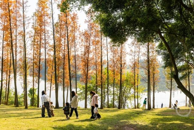 杉林映冬阳 露营拾光暖