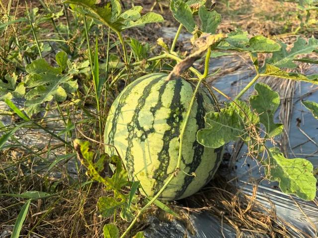 视觉增城｜“果”然有趣！快来正果邂逅甜蜜“丰”景