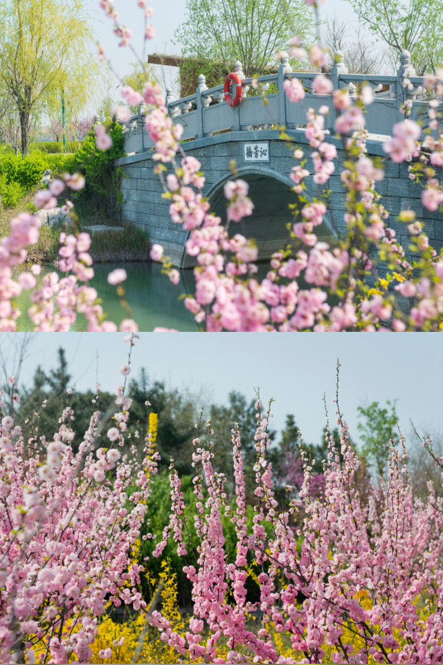 明确了！淄博的春天这样玩，过瘾