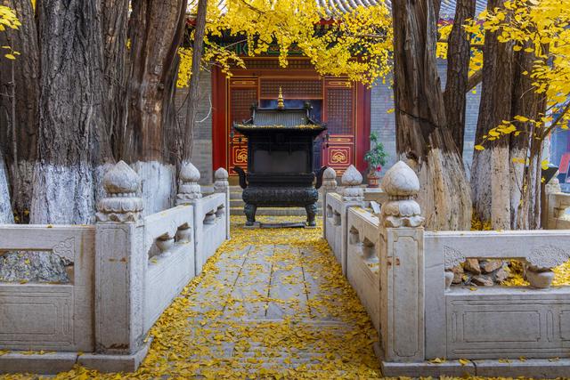 北京八大处大悲寺：银杏撒“金”映古建