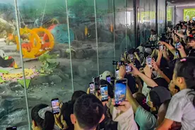 花香满屋，墨香祝福，果香润腹！雄性大熊猫武林在汉6岁生日会香甜温润图片