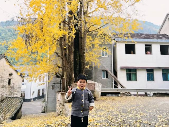 临安，一座被银杏腌入味的城市