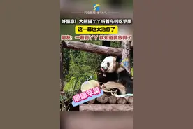 超惬意！大熊猫丫丫听着鸟叫吃苹果图片