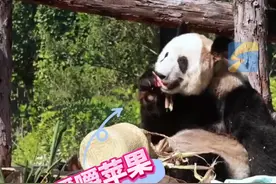 超惬意！大熊猫丫丫听着鸟叫吃苹果图片