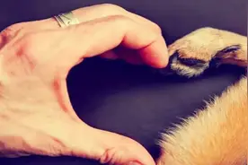 谈“爱狗”与“反狗”前，先学会尊重他人|九派时评图片