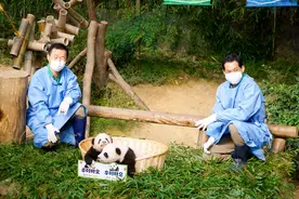 “睿宝”和“辉宝”！旅韩大熊猫双胞胎宝宝有名字啦图片