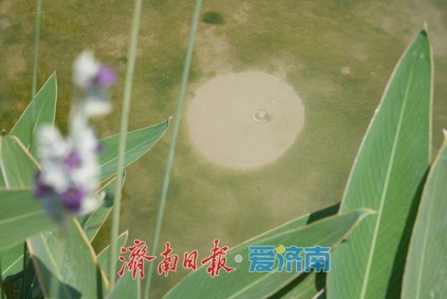 一年四季 泉在济南丨“白泉涌沙”景观再现 生态修复美景醉游人